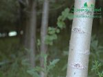 rychle-rostouci-topol-plantaz-japonsky-topoldsc_0326.jpg