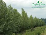rychle-rostouci-topol-plantaz-japonsky-topoldsc_0351.jpg