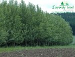 rychle-rostouci-topol-plantaz-japonsky-topoldsc_0372.jpg