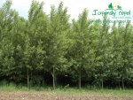 rychle-rostouci-topol-plantaz-japonsky-topoldsc_0403.jpg