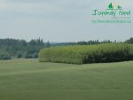 rychle-rostouci-topol-plantaz-japonsky-topoldsc_0408.jpg