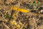 vodni-paprsek-m-img_2860.jpg