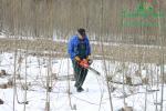 japonsky-topol-j105-sklizenimg_7077.jpg