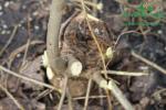 japonsky-topol-j105-sklizenimg_7126.jpg
