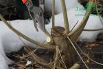 japonsky-topol-j105-sklizenimg_7140.jpg