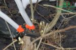 japonsky-topol-j105-sklizenimg_7150.jpg