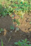 plantaze-japonskych-topolup1060143.jpg