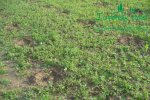 plantaze-japonskych-topolup1060144.jpg