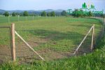 plantaze-japonskych-topolup1060145.jpg