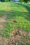 plantaze-japonskych-topolup1060146.jpg