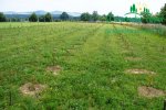 plantaze-japonskych-topolup1060147.jpg