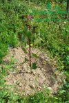 plantaze-japonskych-topolup1060148.jpg