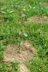 plantaze-japonskych-topolup1060149.jpg