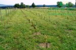 plantaze-japonskych-topolup1060151.jpg