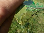 mandelinka-topolovap1150843.jpg